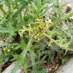 Echinops bannaticusLeaf