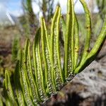 Blechnum loxense