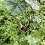 Malva neglecta Celota