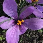 Crocus sativus Çiçek