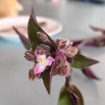 Tradescantia cerinthoides फूल