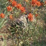 Castilleja linariifolia Habit