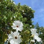 Ipomoea arborescens Flower