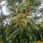 Acacia auriculiformis Hostoa