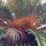 Phoenix canariensis Frukt