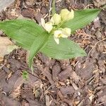 Cephalanthera damasonium 葉