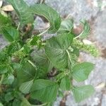 Amaranthus blitum Hábitos