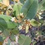 Psorospermum febrifugum Blüte