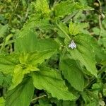 Lobelia inflata Leaf