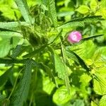 Malva setigera Habitus