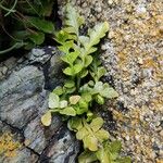 Asplenium marinum Leaf