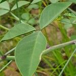 Crotalaria laburnifolia Leaf