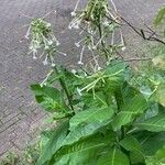 Nicotiana sylvestris Blad