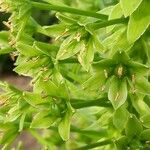 Eucomis pallidiflora Flower