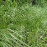 Bromus sterilis Leaf