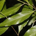 Dichapetalum morenoi Hoja