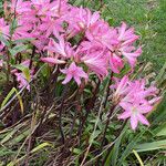 Amaryllis belladonna Flower