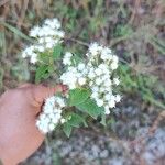 Ageratina adenophoraFloare