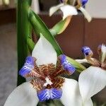 Neomarica gracilis 花