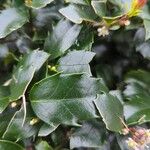 Ilex meserveae Leaf