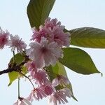 Prunus serrulata পাতা