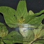 Croton argenteus Other