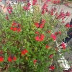 Salvia microphyllaЦвят