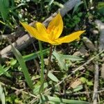 Tulipa sylvestris 花