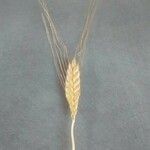 Triticum monococcum 果