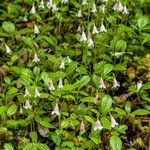 Linnaea borealis Hábitos