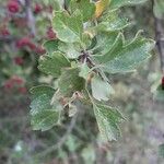 Crataegus monogyna Frunză