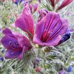 Echium creticum Flower