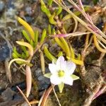 Spergularia marina Blomma