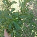 Cordia americana Leaf