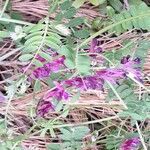 Vicia monantha Flower
