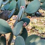 Opuntia durangensis