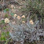 Helichrysum saxatile Hábito