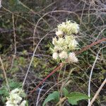 Clematis ligusticifolia Cvet