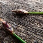 Eleocharis maculosa 花