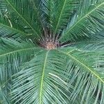 Cycas revoluta Blatt