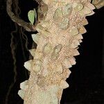 Zanthoxylum caribaeum Bark