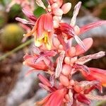 Hesperaloe parviflora Cvet