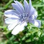 Cichorium endivia ᱵᱟᱦᱟ