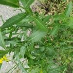 Rorippa austriaca Leaf