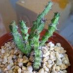 Euphorbia angustiflora Листок