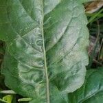 Chaptalia nutans Yaprak