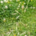 Festuca pratensis Levél