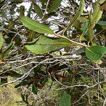 Nothofagus balansae Vivejo