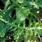 Cirsium filipendulum Leaf