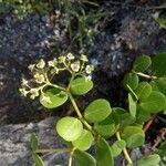 Chrysobalanus icaco Fleur